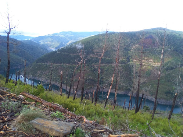 Los bosques quemados en la bajada del alto de Buspol. Camino Primiitvo