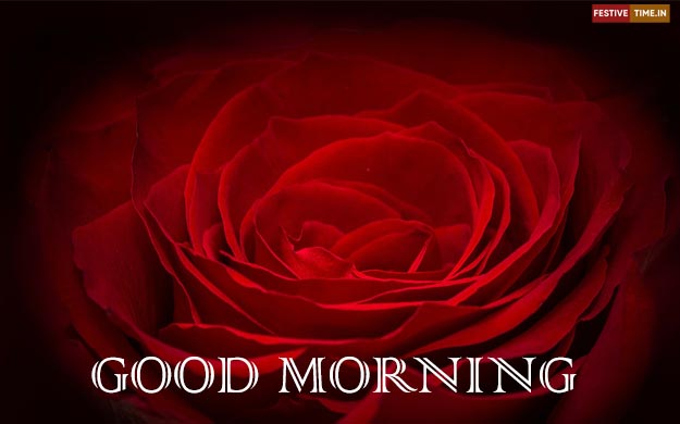 HD red rose good morning images Download