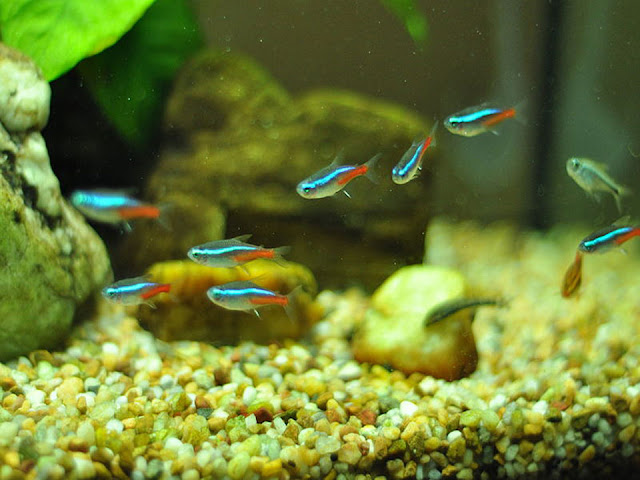tetras fish, black neon, pregnant neon tetra, neon fish tank