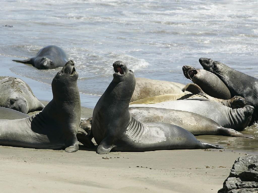 Seals Wallpapers | Fun Animals Wiki, Videos, Pictures, Stories