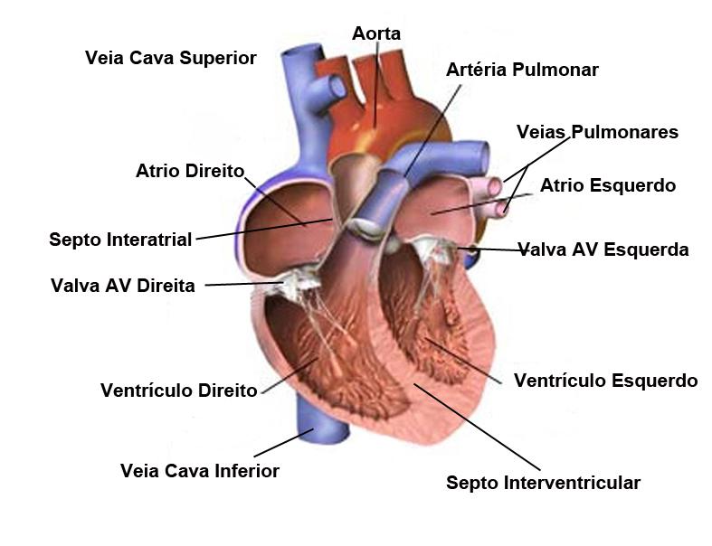 IntensiFisio Blog da Fisioterapia Intensiva Anatomia e Fisiologia Cardiovascular Resumida