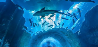 Panduan dan Rencana Tur dengan Harga Tiket Ocean Park Panduan dan Rencana Tur dengan Harga Tiket Ocean Park