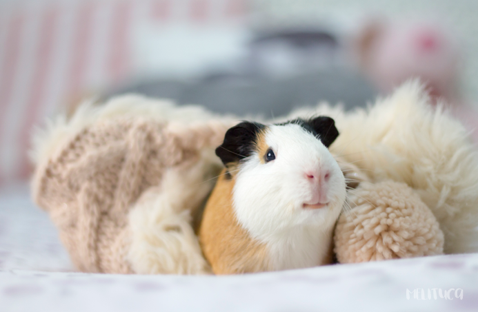 hora siesta kevin cobaya fotografía