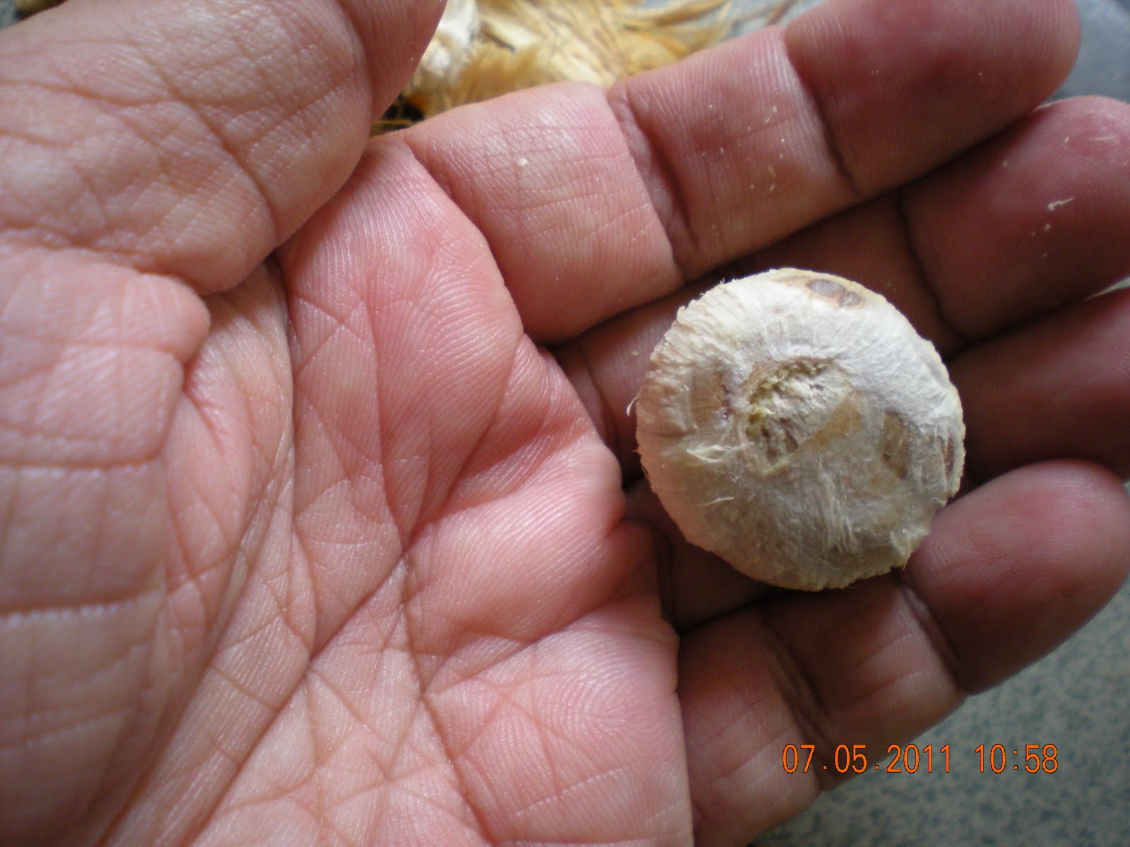 The Early Malay Doctors Betel nut vs Areca nut Sirih