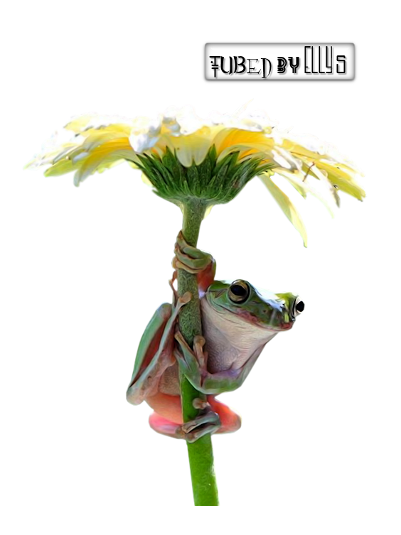 Alles voor en over PSP : TUBES KIKKERS