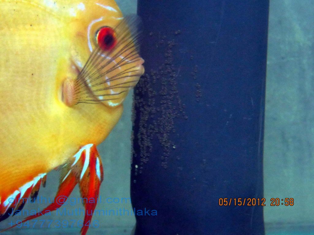 Discus Fish Breeder Sri Lanka Discus guarding eggs