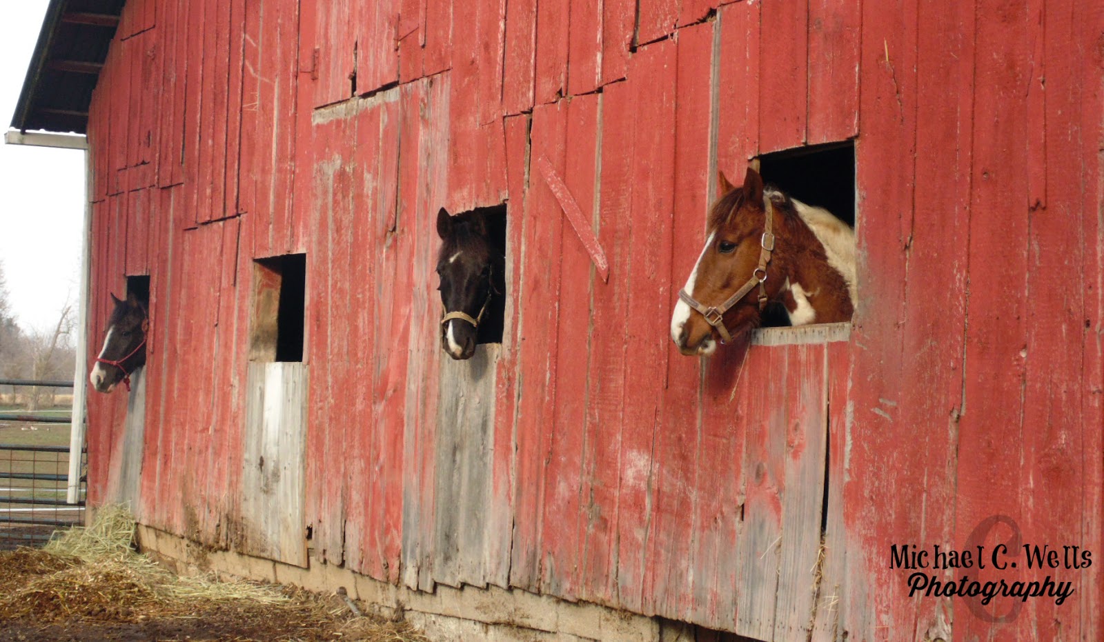 Horses in the Barn