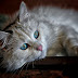 140+ Cute Cat Images | Cat Wallpaper free download HD
