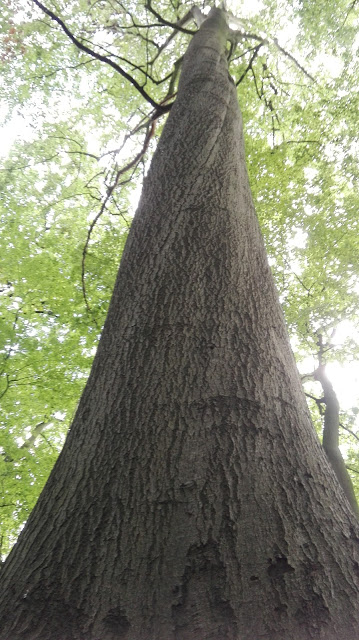 Oude boom in kloostertuin Maarssen