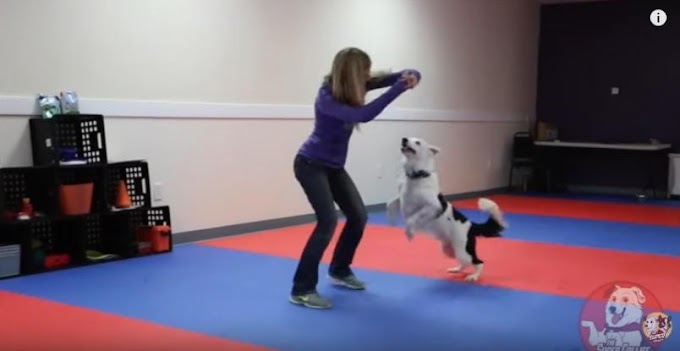 Γιατί όσοι έχουν σκύλο, έχουν γερή καρδιά