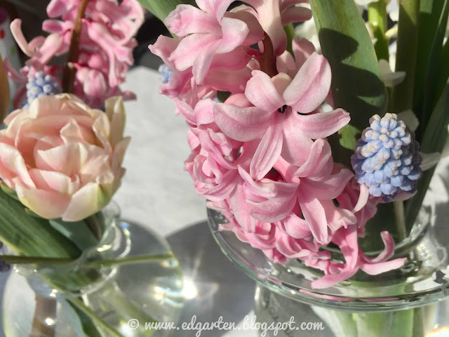 Blühende Hyazinthen und Tulpen
