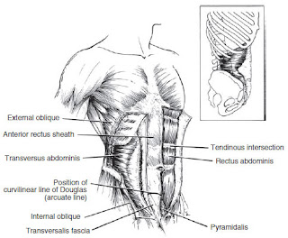 Muscles of the anterior abdominal wall