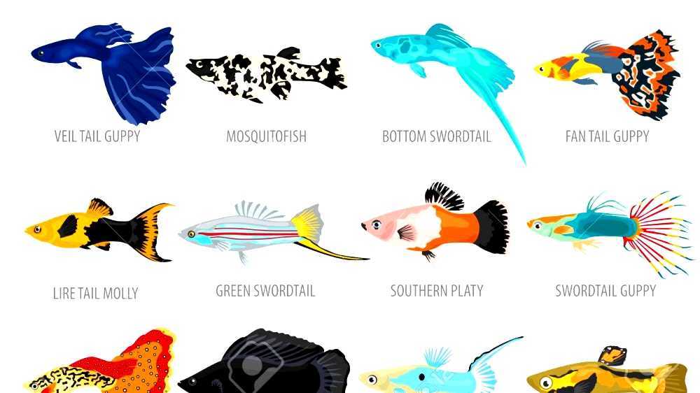 Livebearing aquarium fish