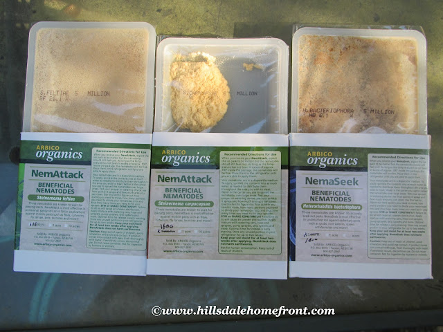 beneficial nematodes, arbico