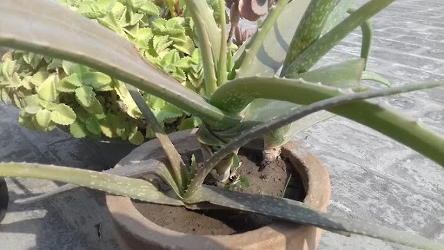 Aloe Vera pups or stalks