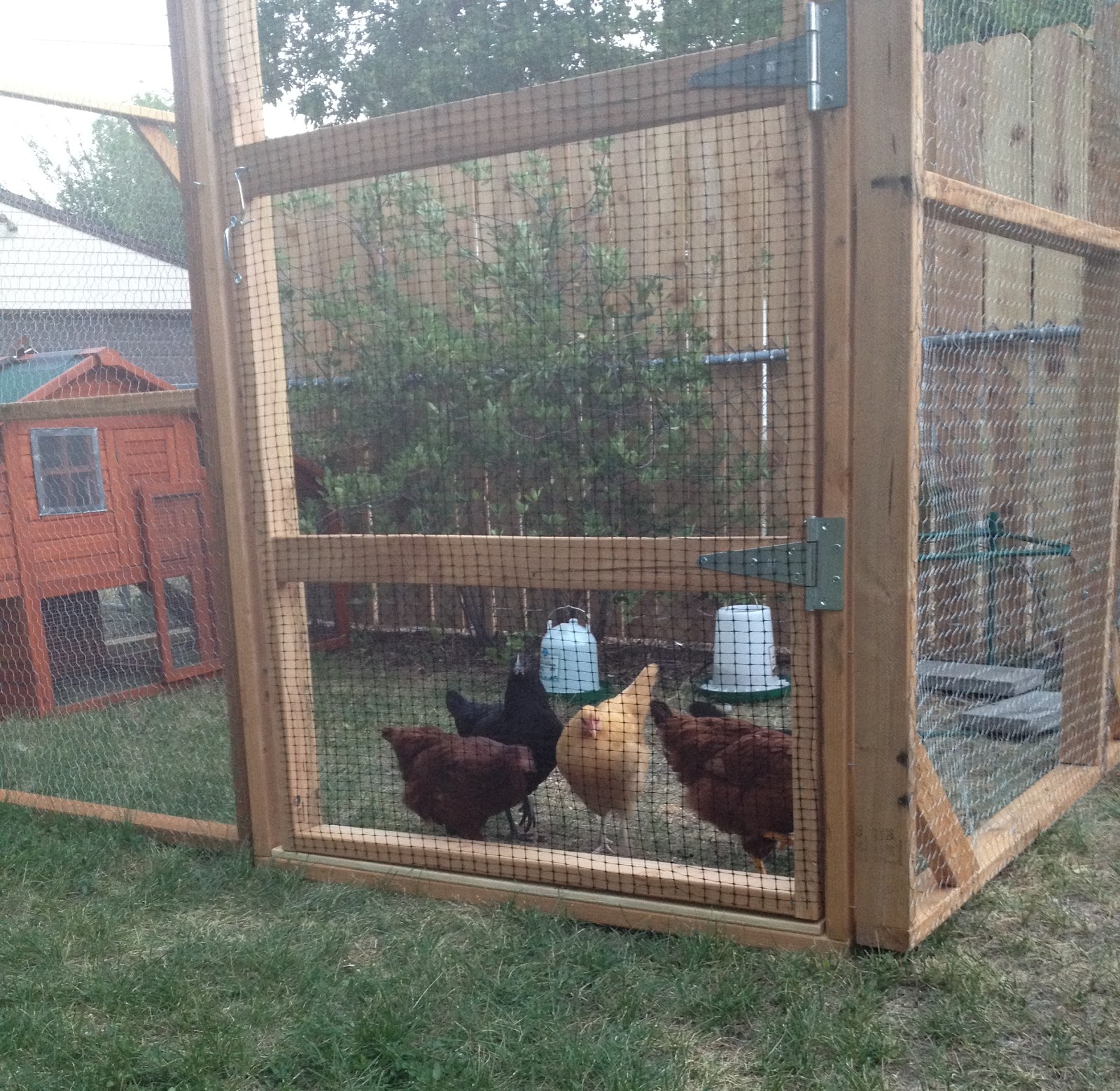 Creative Healings Chickens Not Too Sure About Enclosure