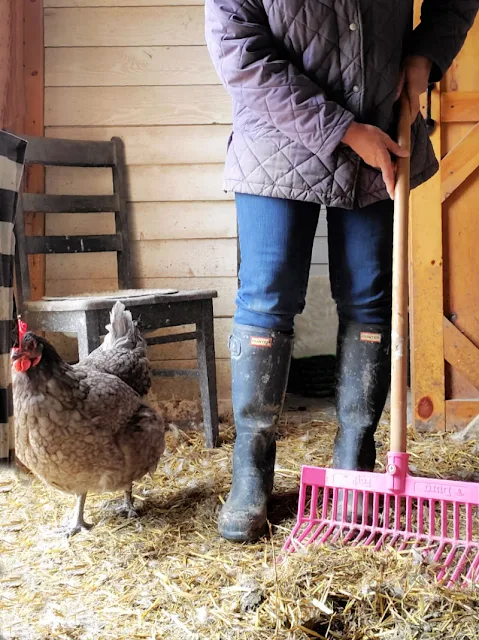 woman raking out chicken coop with gray chicken inside