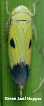 हरा फुदका (Green Leaf Hopper) :-