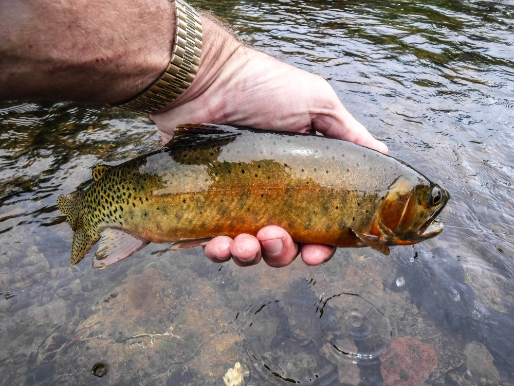 Lake Fork Conejos River