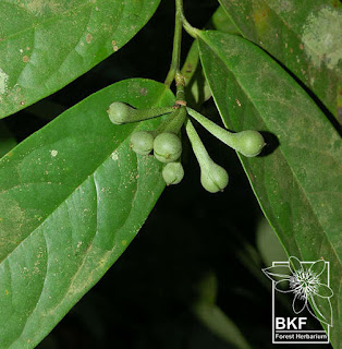ผลจำปูน ไม้ดอกหอม พันธุ์ไม้พื้นเมืองไทย Anaxagorea javanica