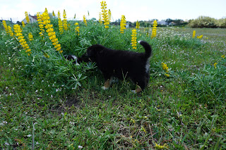 Australian Shepherd puppies