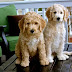 17 Reasons Why You Should Never Own Goldendoodles