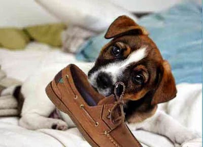 Peligro de que los perros muerdan objetos