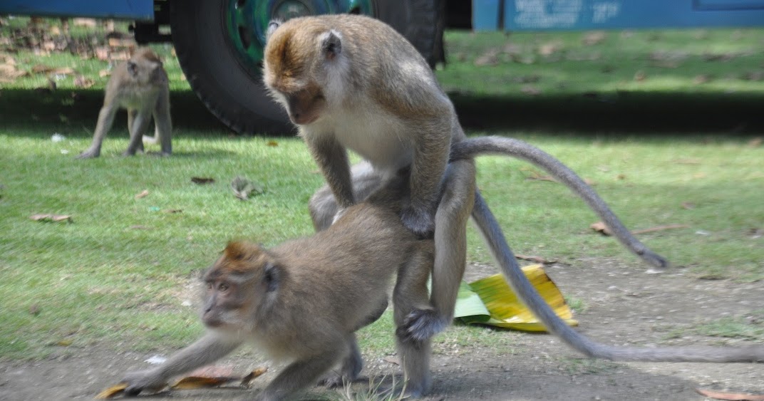 Travelplusindonesia: Ketika Monyet Pangandaran Bercinta