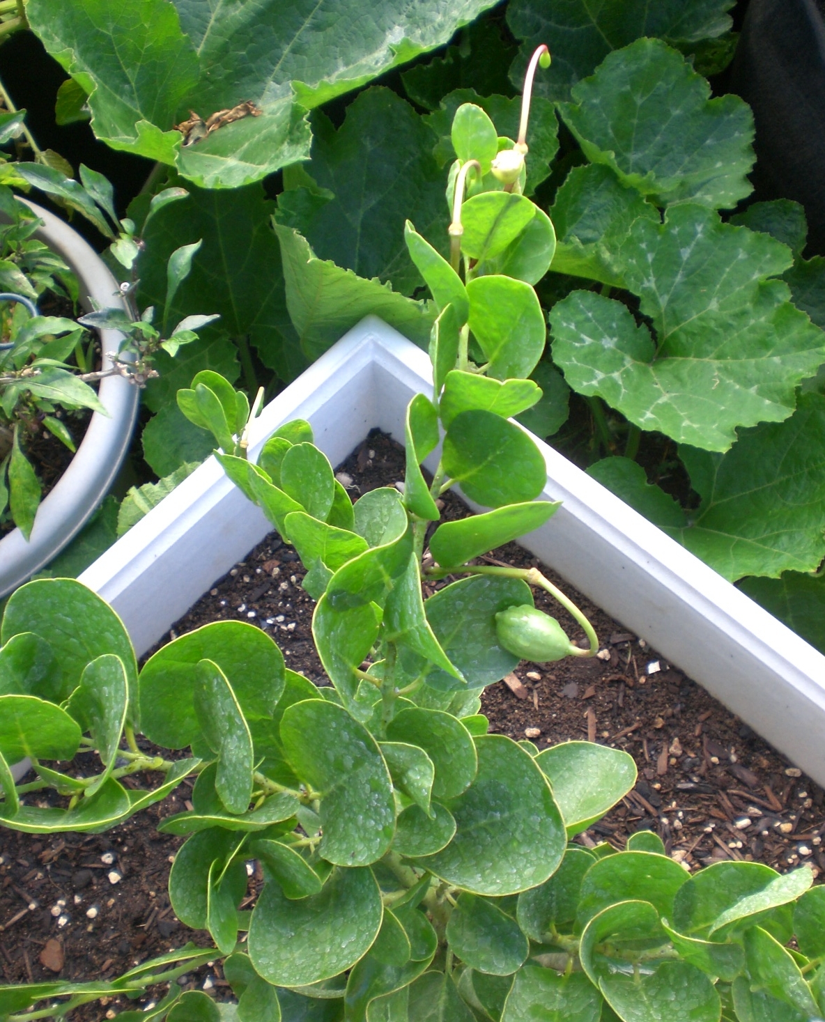 A Kitchen Garden in Kihei Maui Growing Capers in Kihei