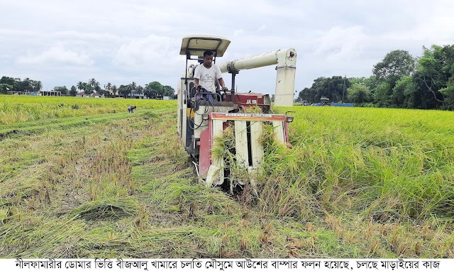 ডোমার বিএডিসি’র ১৮৭ একর পতিত জমিতে আউশ ধানের বাম্পার ফলন