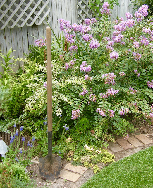 Small head perennial shovel for planting in tight spaces between shrubs.