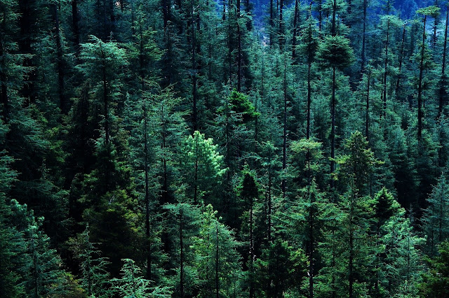 Vista aérea bosque