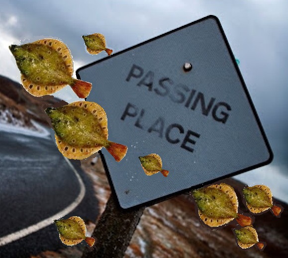 A Trellis Fencing Bad Spelling?