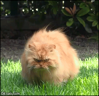 Funny Cat GIF • 'Garfi' the angriest cat Hunting mode activated haha such a funny looking face [ok-cats.com]