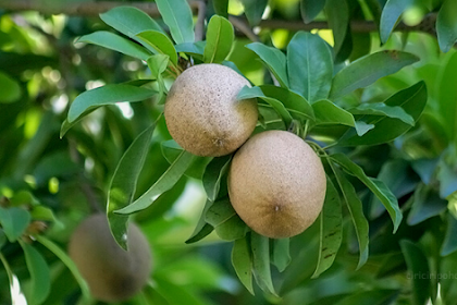 Ciri Ciri Pohon Sawo (Manilkara zapota) Di Alam Liar