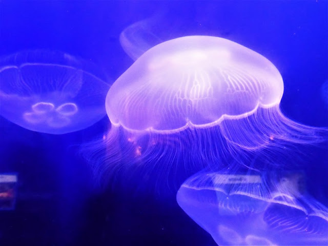 Museo Oceanográfico de Mónaco, medusas