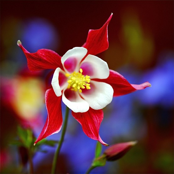 List 99+ Images imagenes de las flores mas hermosas del mundo Full HD, 2k, 4k