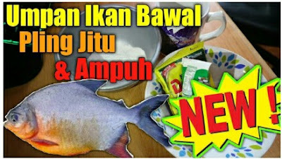 umpan ikan bawal paling jitu