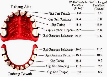 Bagian Organ Pencernaan dan Fungsinya 