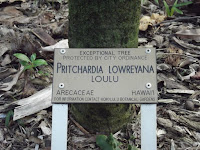 Loulu, Exceptional tree - Foster Botanical Garden, Honolulu, HI