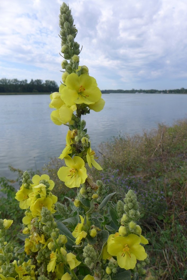 La Fleur du Dimanche Le bouillon blanc, la trémière rose et le houblon