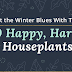 10 Happy, Hardy Houseplants - Beat the Winter Blues