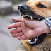 Learn how to prevent rabies