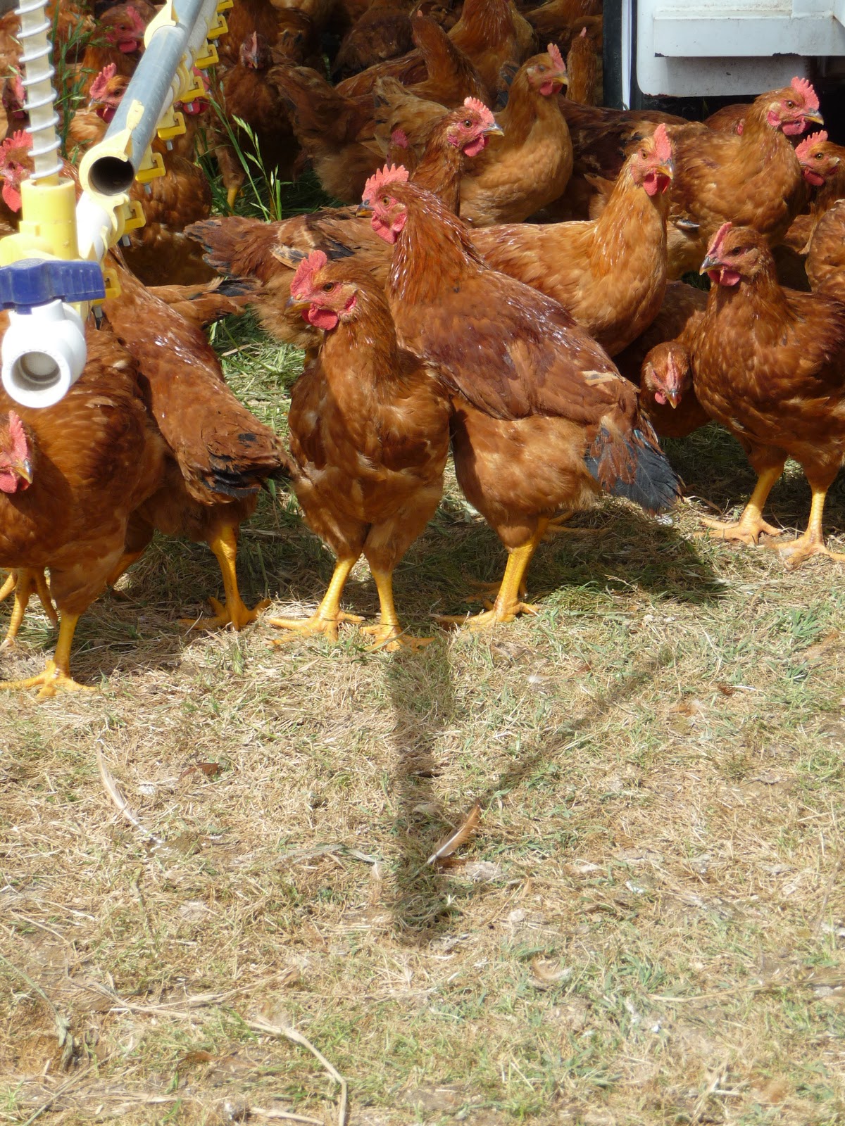 Mikey Likes Food! Pitman Farms Visit Mary's AirChilled Chickens