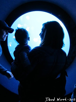aquarium port hole, shark tank, tennessee aquarium port hole, shark tank, tennessee