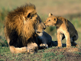 Poze Animale Animals Lion