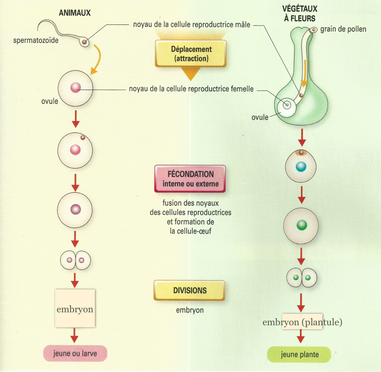 Partie C Reproduction sexuée et maintien