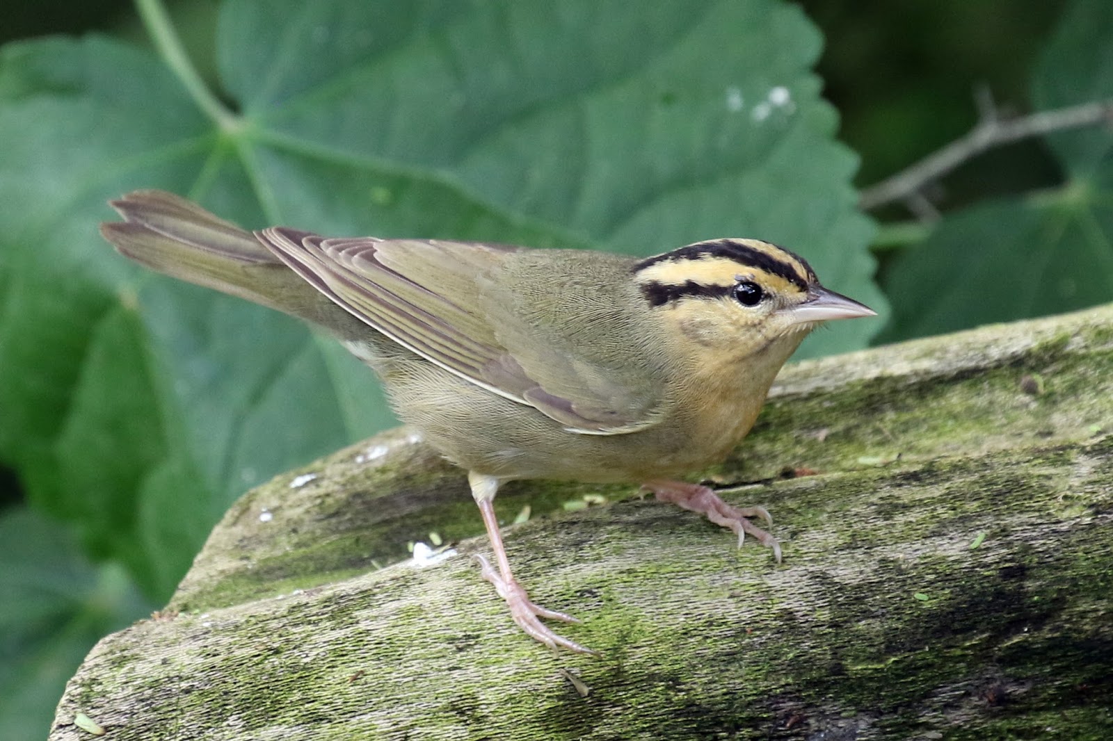 a late bird might get a worm too a late bird might get a worm too