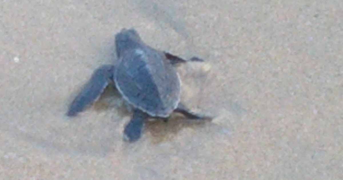 Turtle Walk in Chennai
