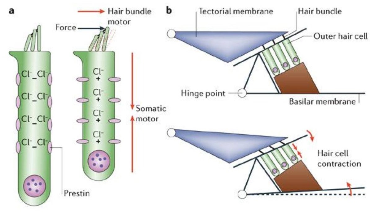 Derleme Dış Saç Hücrelerinin Motor Proteini Prestin(SLC26A5)'in